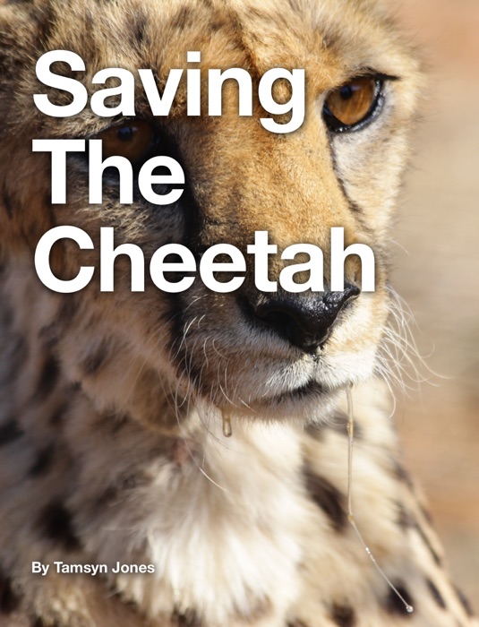 Saving The Cheetah