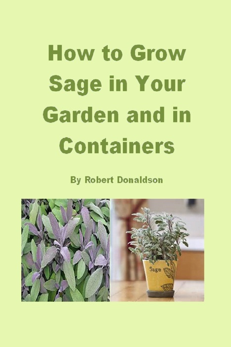 How to Grow Sage in Your Garden and in Containers