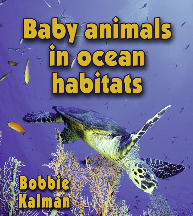 Baby Animals In Ocean Habitats