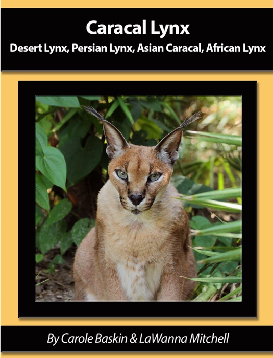 Caracal Lynx