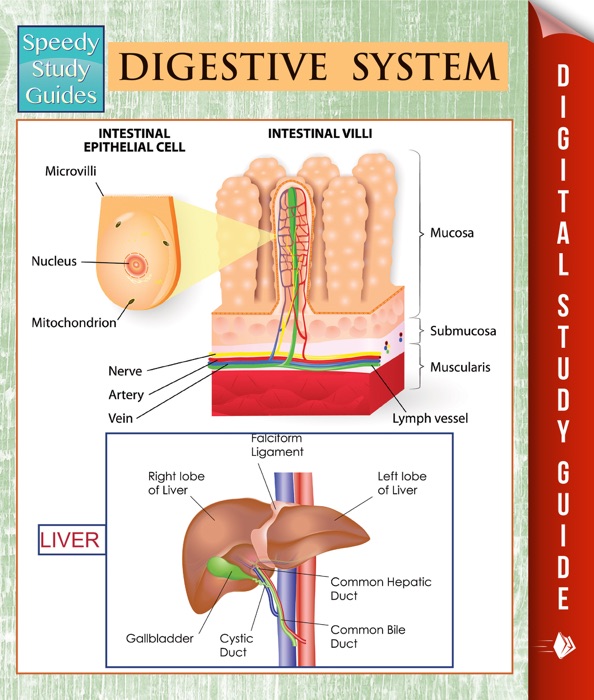 Digestive System (Speedy Study Guides)