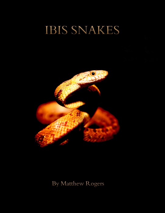 Ibis Snakes