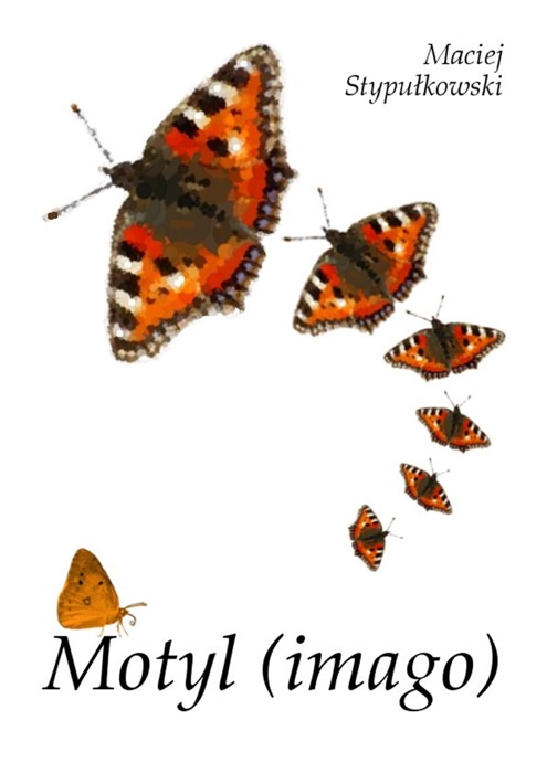 Motyl (imago)