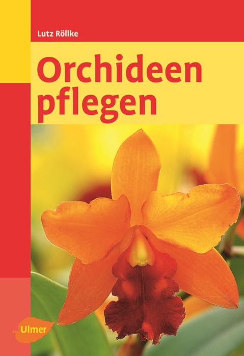 Orchideen pflegen