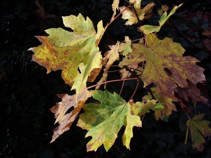 Tripping Through My Memories