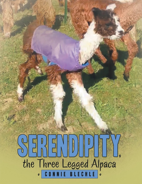 Serendipity, the Three Legged Alpaca