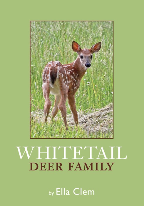 Whitetail Deer Family