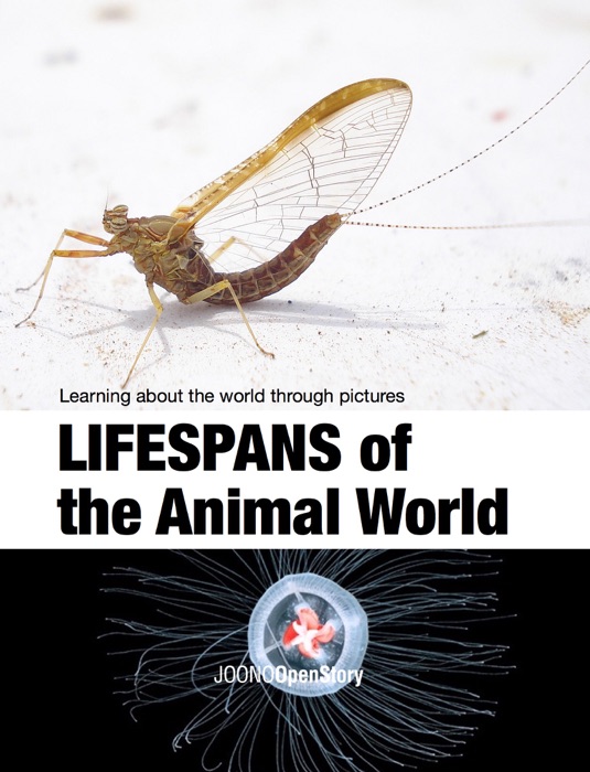 Lifespans of the Animal World