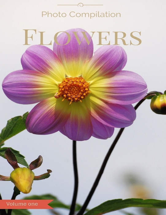 Flowers Photo Compilation Volume 1