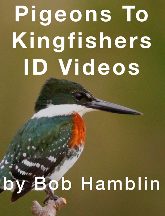 Pigeons to Kingfishers ID Videos