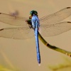 Dragonfly Beauty