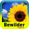 Bewilder Flowers