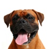 Boxers - Big Dog Fun