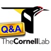 CornellLab Bird Q&A: Your birding questions answered