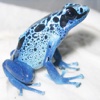 Poison Frog Gallery (Free)