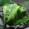 COLLECTION OF SNAKES – Slithering, Stealthy Creatures to Amaze You