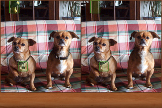 How to cancel & delete Dogs Spot the Difference from iphone & ipad 2
