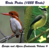 Birds Pedia Vol4 (Europe & Africa Contenents)