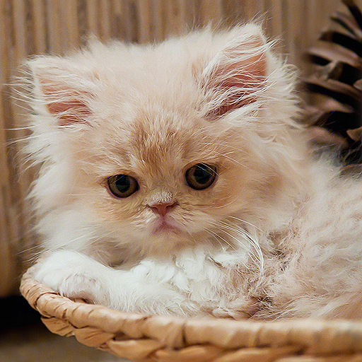 Get Cats Spot the Difference for iOS, iPhone, iPad Aso Report