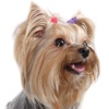 Yorkies - Yorkshire Terrier Fun