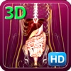 3D Human Digestive_HD