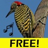 Free Bird Songs