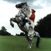 AWESOME DRESSAGE HORSES—Equestrian Athletes in Their Best Dancing Style