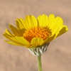 Death Valley Wildflowers