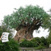 WDW Tour - Animal Kingdom