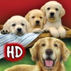 Dog Training HD