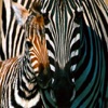 Zebra WallPapers HD