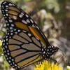 Ancient Butterfly Tap Puzzles