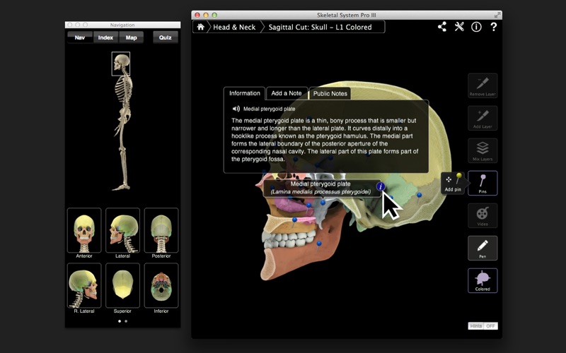 Skeletal System Pro III screenshot1