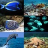 Ocean Animals HD