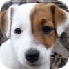 All about the Jack Russell