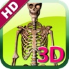 3D Human Skeleton Female HD