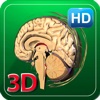 3D Human Brain HD