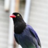 Photo Book of the breeding of Formosan Blue Magpie