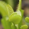 Venus Fly Trap