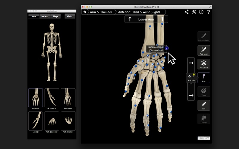 Skeletal System Pro III screenshot1