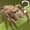 Araneae Spider Quiz