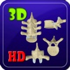 3D Human Vertebrae Thoracic Pro