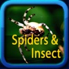 Spiders and Insects