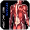 Anatomy Our Muscles