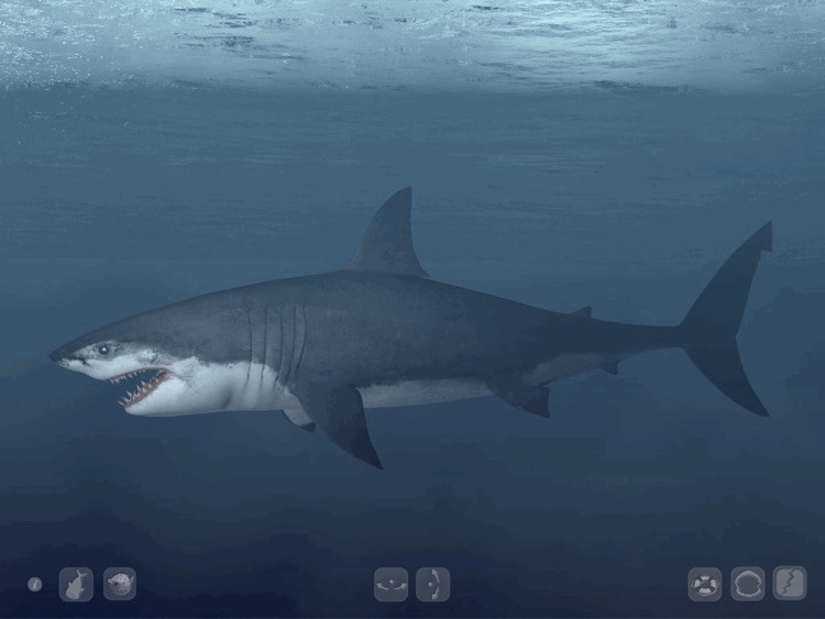 Talking Great White HD - for iPad screenshot-3