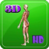 3D Human Muscle Female HD