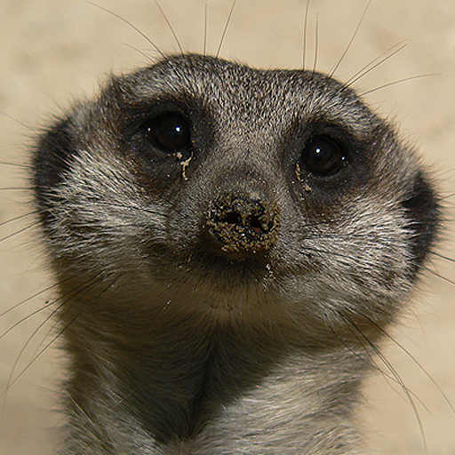 Get Animals Spot the Difference for iOS, iPhone, iPad Aso Report