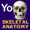 YoYoBrain Skeletal Anatomy