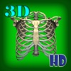 3D Human Skeleton Rip HD