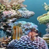 Aquarium Fish Jump Game